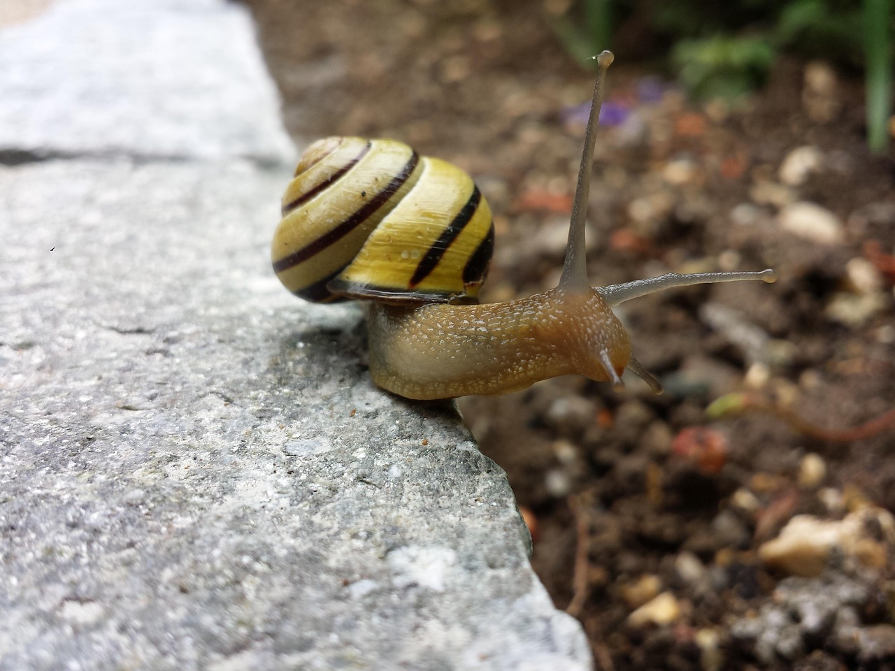 Snail on a garden wall